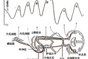 腦干誘發(fā)電位對耳聾診斷有何意義？